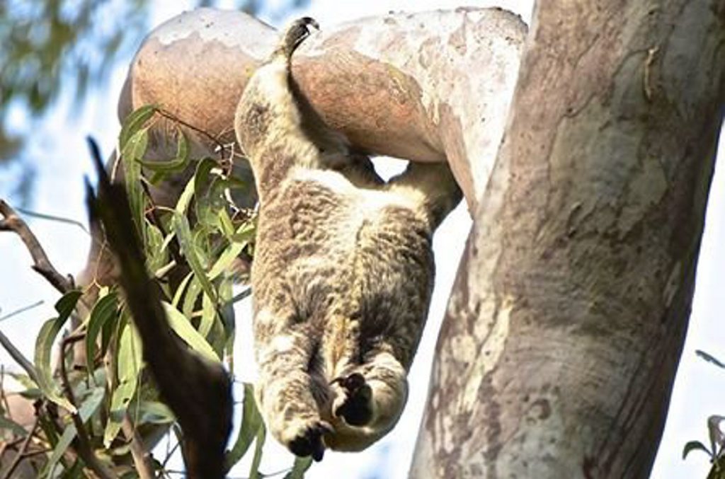 There's still koalas to see in Noosa. Sylvia Wallis