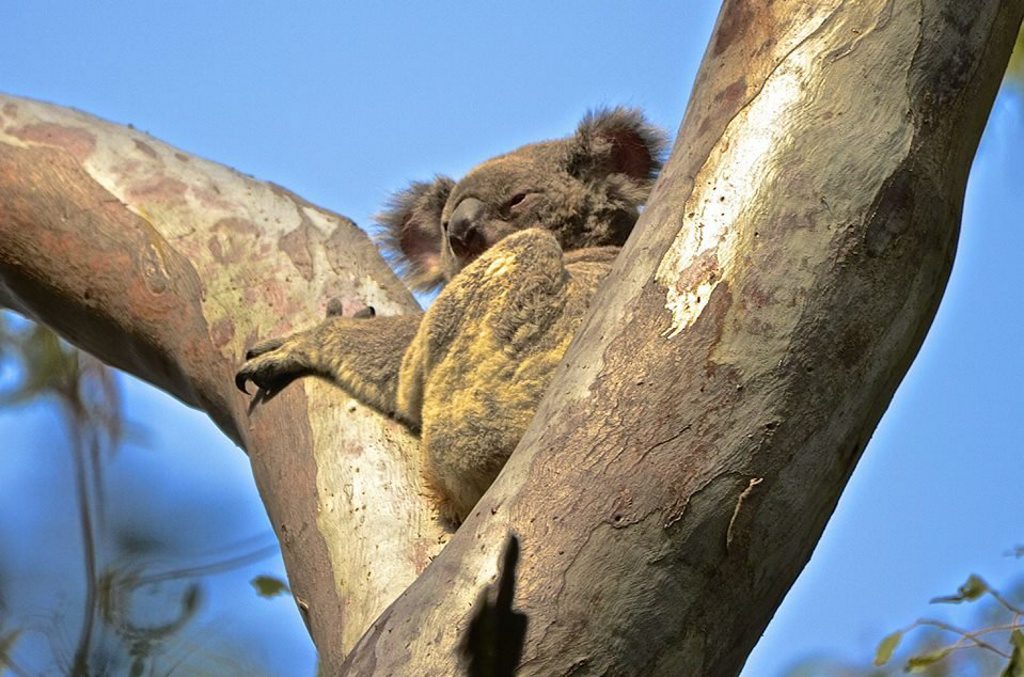 There's still koalas to see in Noosa. Sylvia Wallis