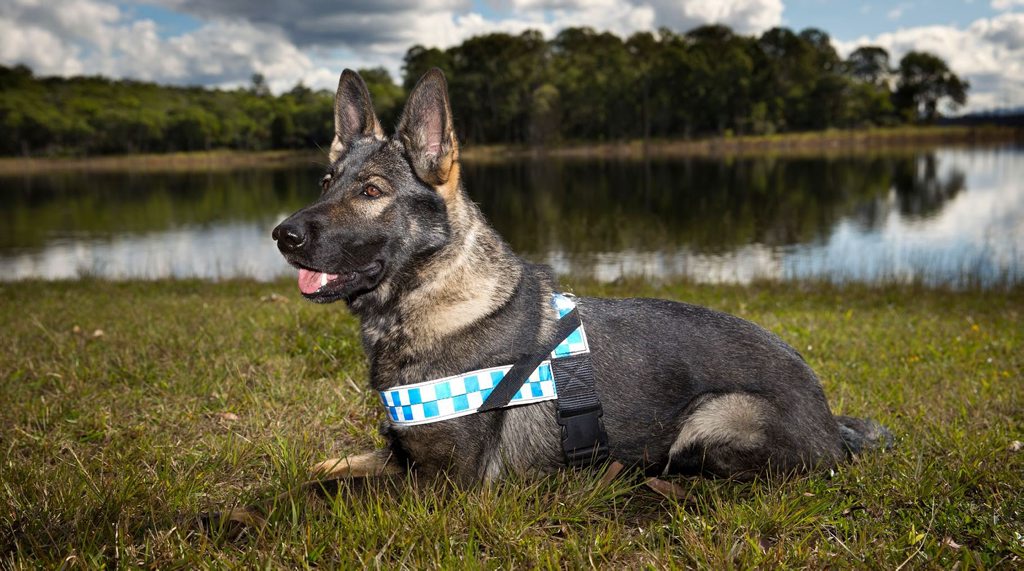 Police dog Prue. Police dog Prue.