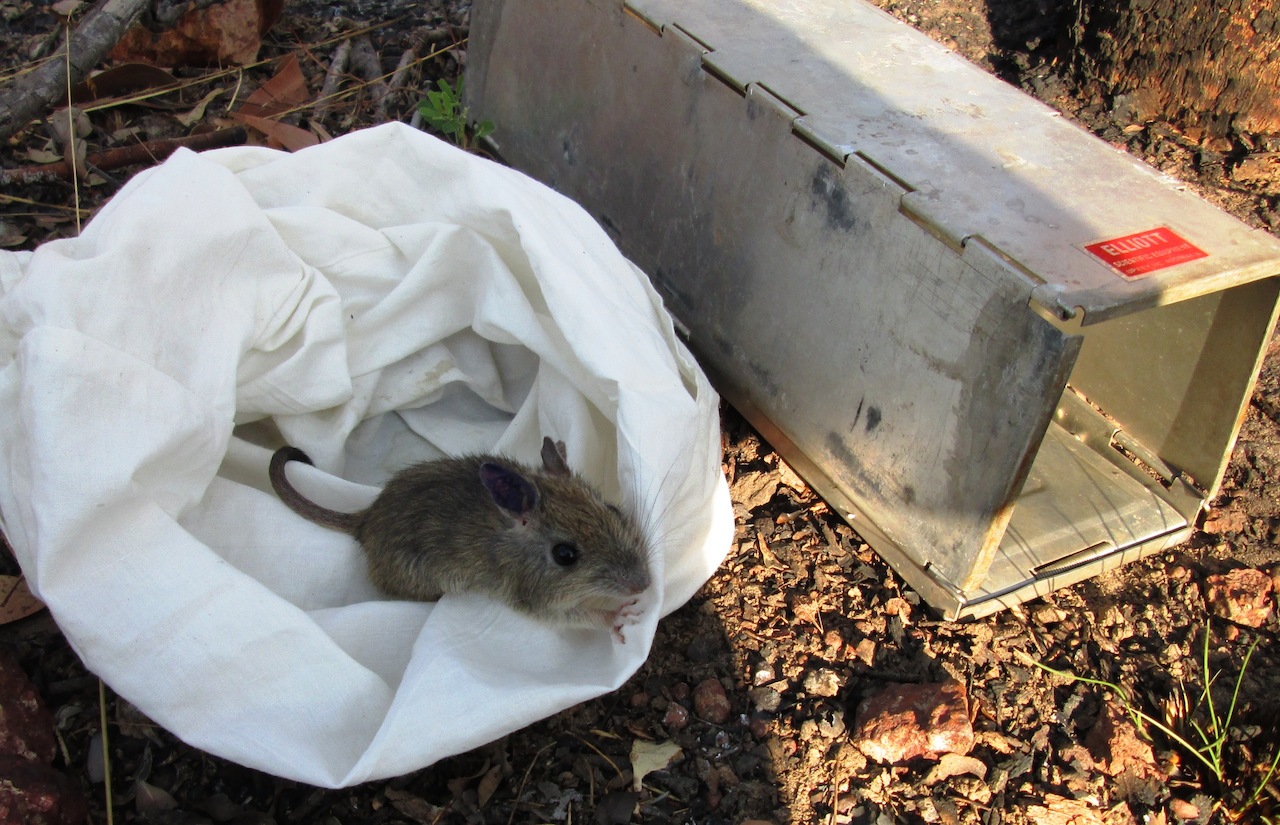 Brushtailed rabbit-rat Brushtailed rabbit-rat