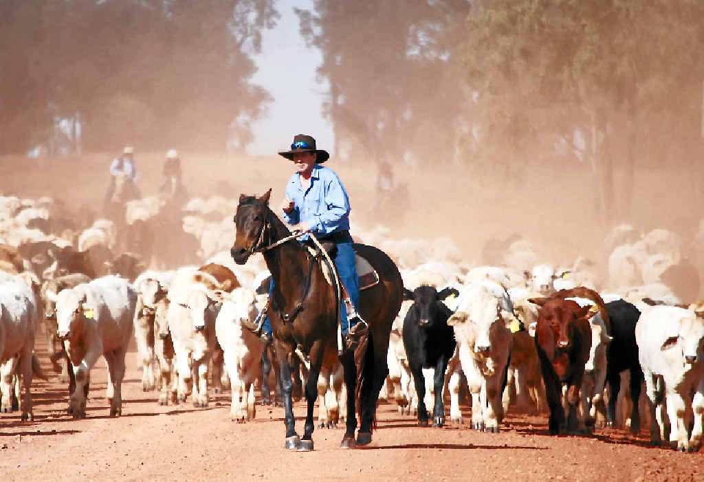 MOB ON THE MOVE: Trent Jeppesen leads the cattle. MOB ON THE MOVE: Trent Jeppesen leads the cattle.