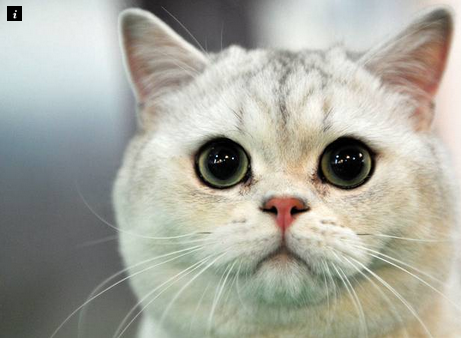 The most popular cat names for 2015 have been revealed. The most popular cat names for 2015 have been revealed.