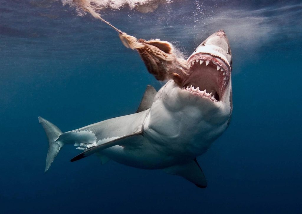 There is an app to avoid shark attacks. Yes, really. There is an app to avoid shark attacks. Yes, really.