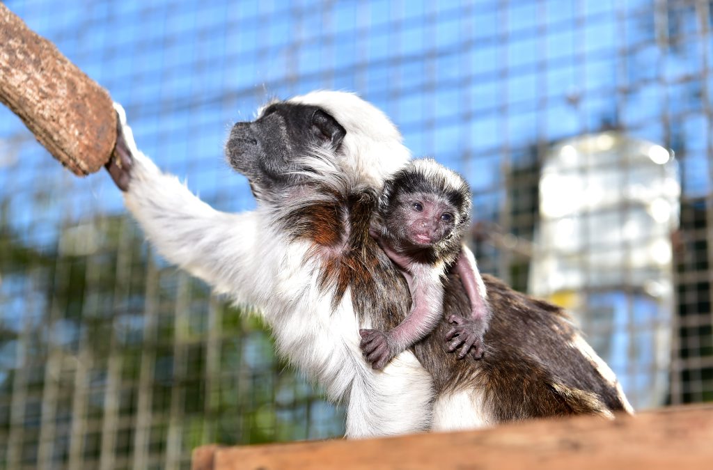 Cheeky little monkeys join Queensland Zoo family Sunshine Coast Daily