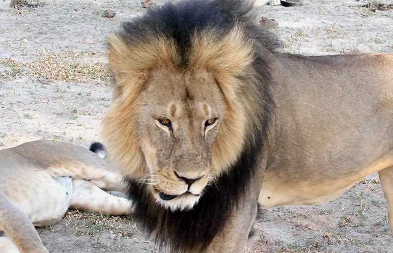 In this image takem from a November 2012 video made available by Paula French, a well-known, protected lion known as Cecil strolls around in Hwange National Park, in Hwange, Zimbabwe. Zimbabwe's wildlife minister says extradition is being sought for Walter Palmer, the American dentist who killed a Cecil. In this image takem from a November 2012 video made available by Paula French, a well-known, protected lion known as Cecil strolls around in Hwange National Park, in Hwange, Zimbabwe. Zimbabwe's wildlife minister says extradition is being sought for Walter Palmer, the American dentist who killed a Cecil.