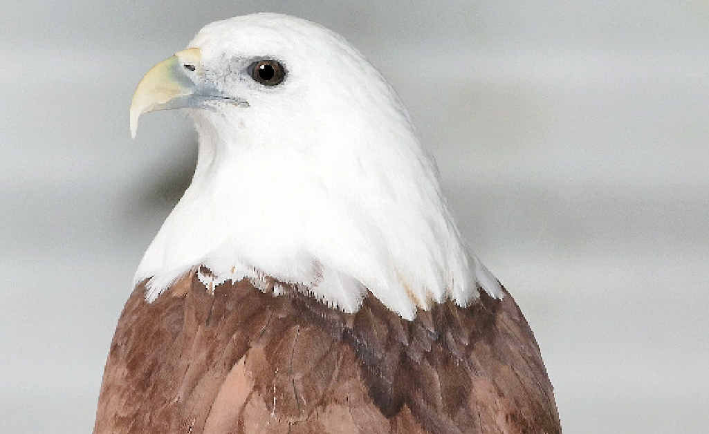 The search is on for the person who shot a native and protected Brahminy kite, resulting in the bird having to be euthanised at the weekend. The search is on for the person who shot a native and protected Brahminy kite, resulting in the bird having to be euthanised at the weekend.