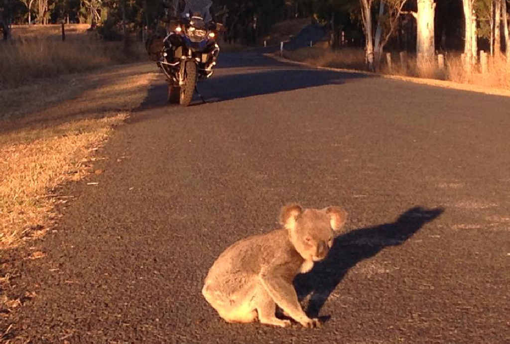 GOING MY WAY? Noosa’s Karl May met this koala on the highway near Murgon. GOING MY WAY? Noosa’s Karl May met this koala on the highway near Murgon.