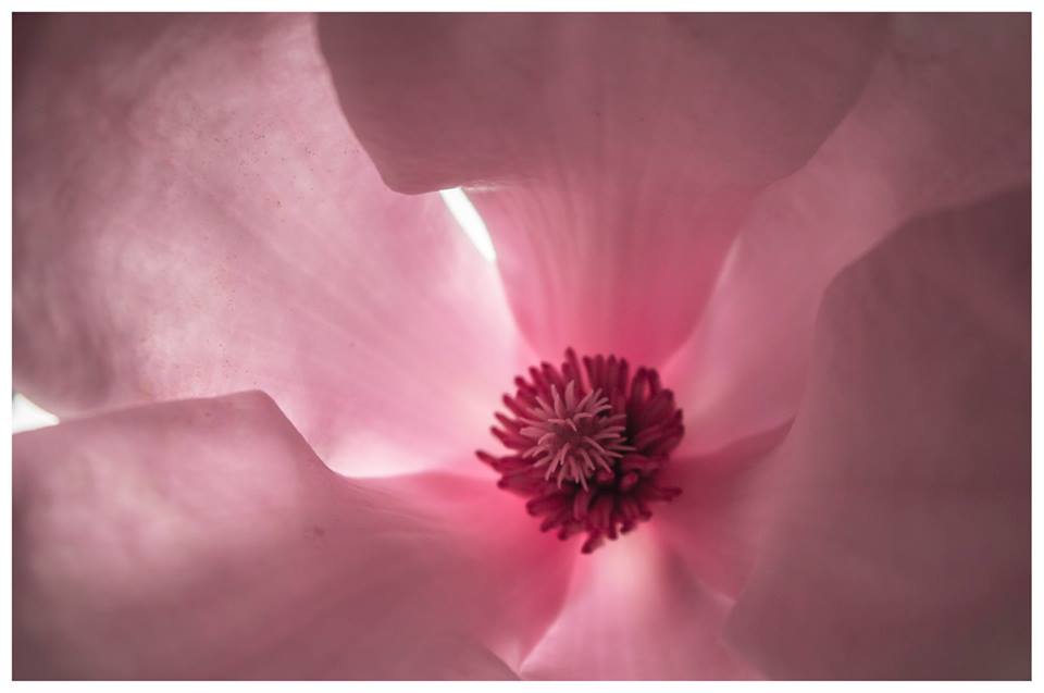 This is a photo of the inside of a flower. You can find more photos on my Facebook page: Anurat's photography. This is a photo of the inside of a flower. You can find more photos on my Facebook page: Anurat's photography.