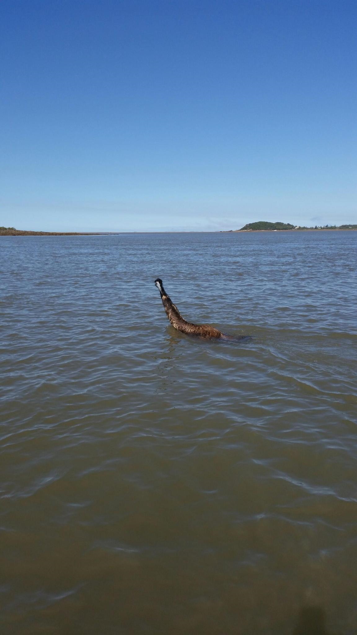 Mick Slade took this photo of an emu swimming in Coorooman Creek on the weekend Mick Slade took this photo of an emu swimming in Coorooman Creek on the weekend