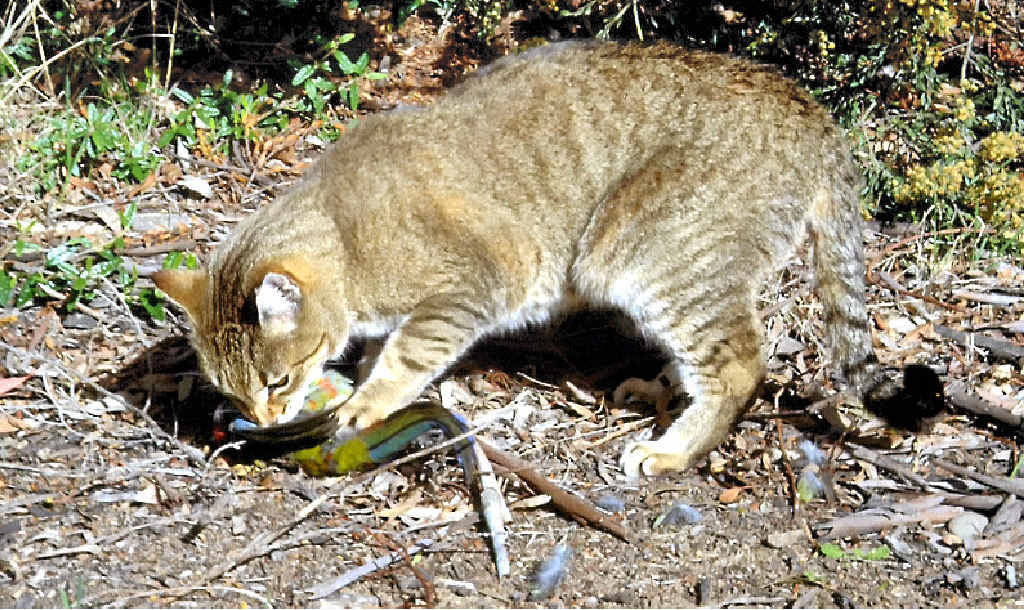 NATURAL-BORN KILLER: A feral cat eats a crimson rosella. Research shows much of Australian species’ decline coincided with the introduction of cats. NATURAL-BORN KILLER: A feral cat eats a crimson rosella. Research shows much of Australian species’ decline coincided with the introduction of cats.