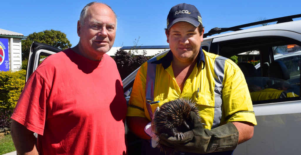 WILD RESCUE: Joe Bonnell and Issac Mills from RACQ Yeppoon hope they don’t have to endure rescuing an echidna from the dashboard of a car again but were happy to have the echidna freed. INSET: The 3.1kg male echidna under the deconstructed dashboard of Joe’s car. WILD RESCUE: Joe Bonnell and Issac Mills from RACQ Yeppoon hope they don’t have to endure rescuing an echidna from the dashboard of a car again but were happy to have the echidna freed. INSET: The 3.1kg male echidna under the deconstructed dashboard of Joe’s car.