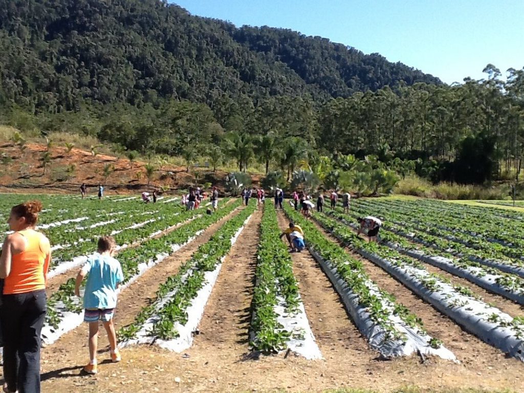 Residents enjoying picking strawberries at Ballantynes Strawberries in Calen. Residents enjoying picking strawberries at Ballantynes Strawberries in Calen.