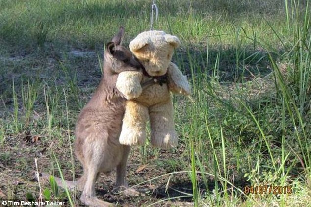 Doodlebug the eastern grey kangaroo hugging his teddy. Taken and posted to Twitter by Tim Beshara on Tuesday. Doodlebug the eastern grey kangaroo hugging his teddy. Taken and posted to Twitter by Tim Beshara on Tuesday.