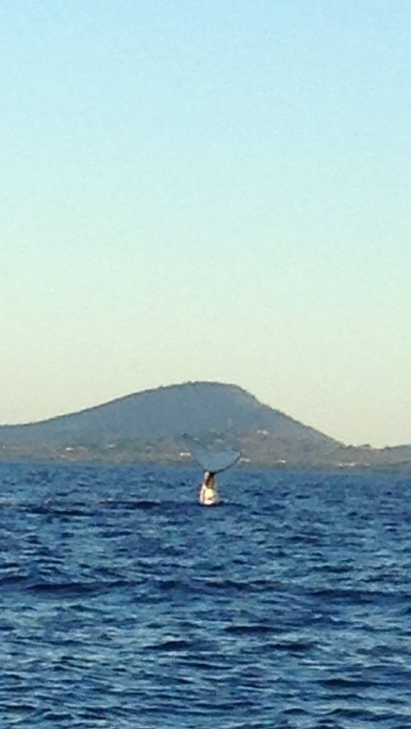 Ursula Wasmund snapped this photo of a whale off the Seventeen Seventy headlands, after her boat motor failed when returning from a fishing trip. Photo Contributed Ursula Wasmund snapped this photo of a whale off the Seventeen Seventy headlands, after her boat motor failed when returning from a fishing trip. Photo Contributed