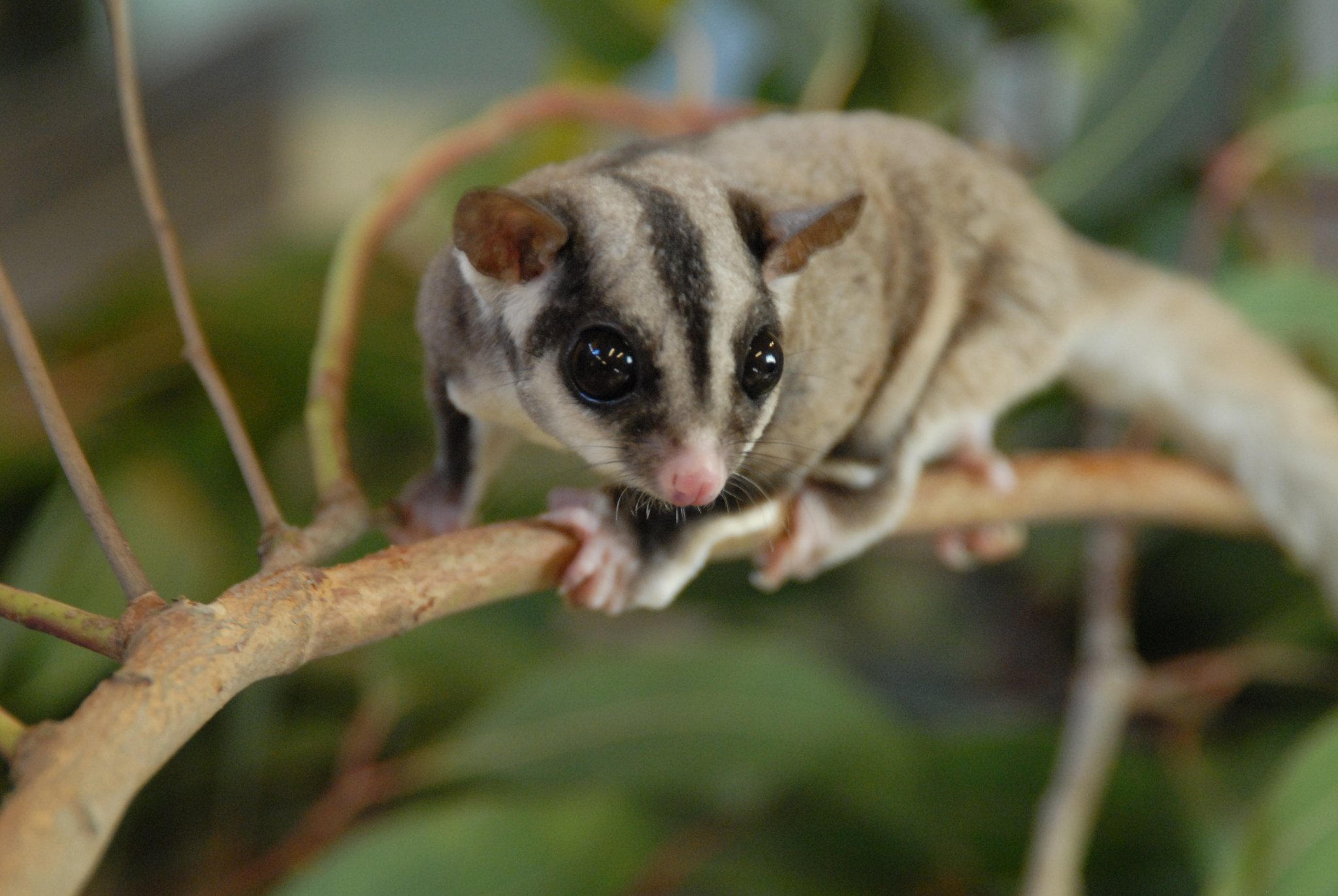Ecologists working on the Pacific Hwy upgrade from Woolgoolga to Halfway Creek have overseen the relocation of a family of sugar gliders. Ecologists working on the Pacific Hwy upgrade from Woolgoolga to Halfway Creek have overseen the relocation of a family of sugar gliders.