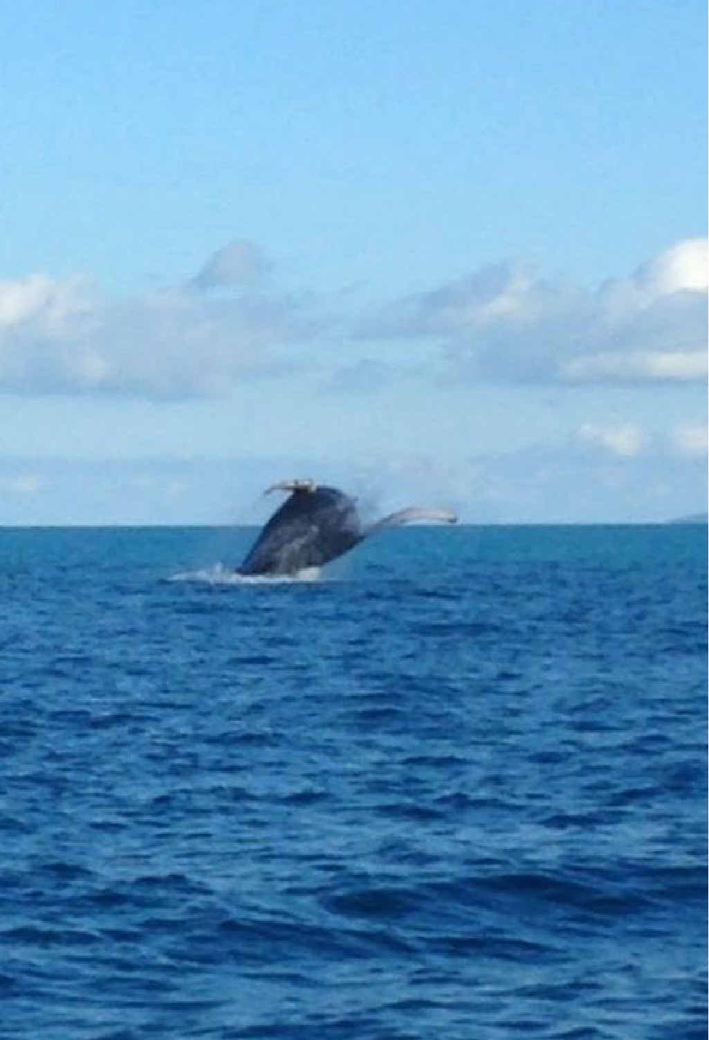 SPOTTED: Jeremy Rocko Kenningale sent in this photo of a whale near Seaforth. This is just one of the whales spotted in recent times. SPOTTED: Jeremy Rocko Kenningale sent in this photo of a whale near Seaforth. This is just one of the whales spotted in recent times.