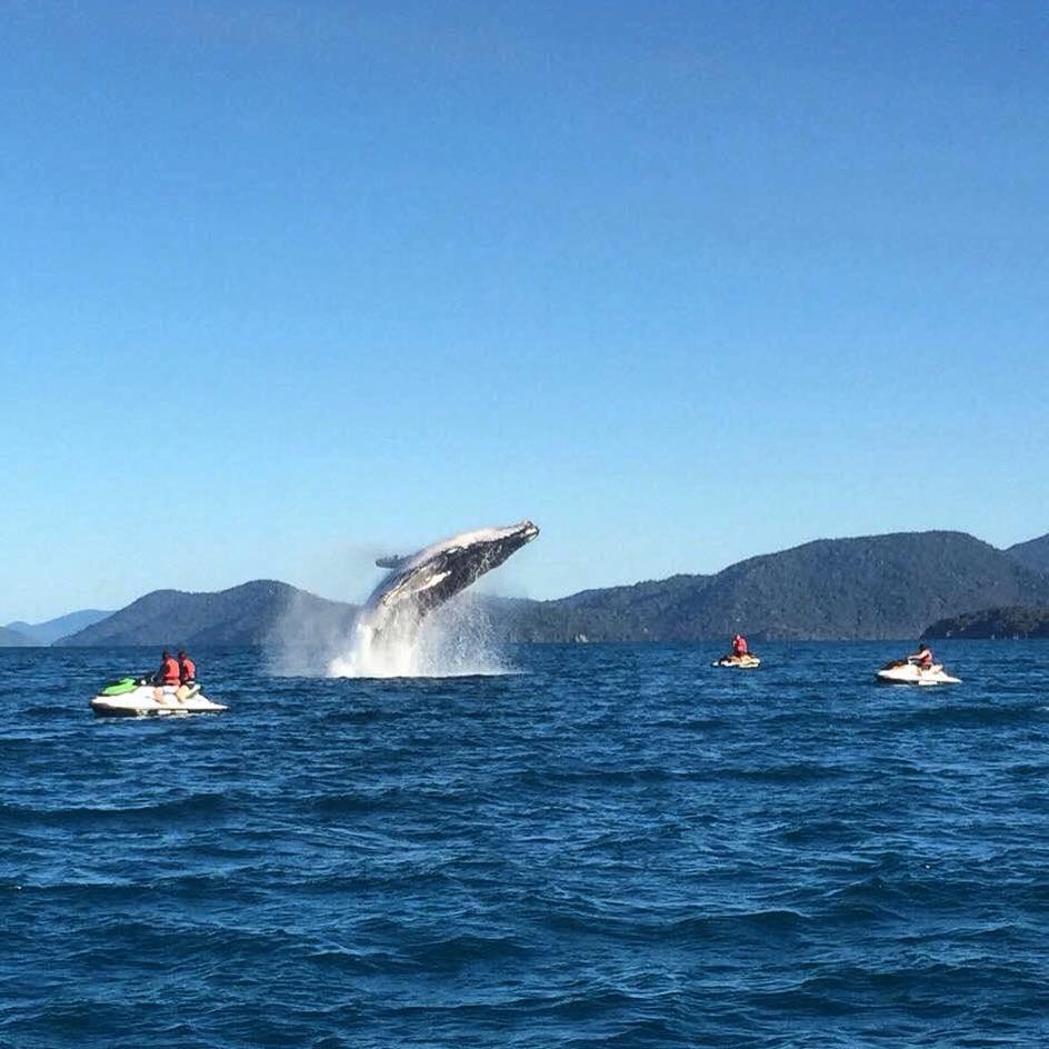 Whitsunday Jetski Tours shared this photo of a whale on social media. Whitsunday Jetski Tours shared this photo of a whale on social media.
