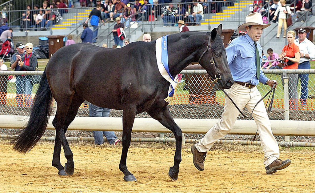 Eight years in the show ring at the Ekka | South Burnett Times