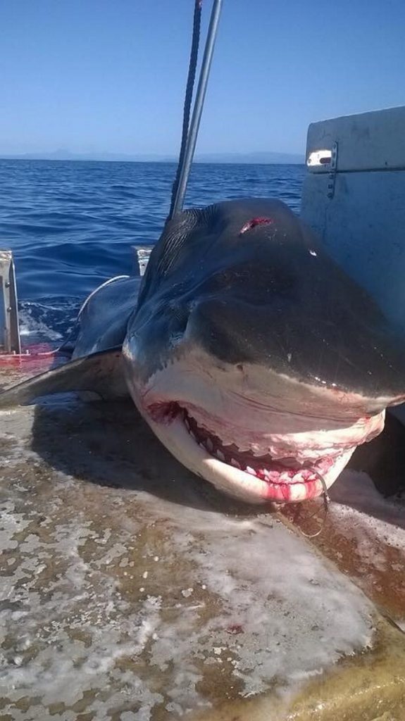 These photos have surfaced on Facebook, allegedly showing a massive shark hauled out of the water off Seven Mile Beach, Lennox Head. Photo Contributed These photos have surfaced on Facebook, allegedly showing a massive shark hauled out of the water off Seven Mile Beach, Lennox Head. Photo Contributed
