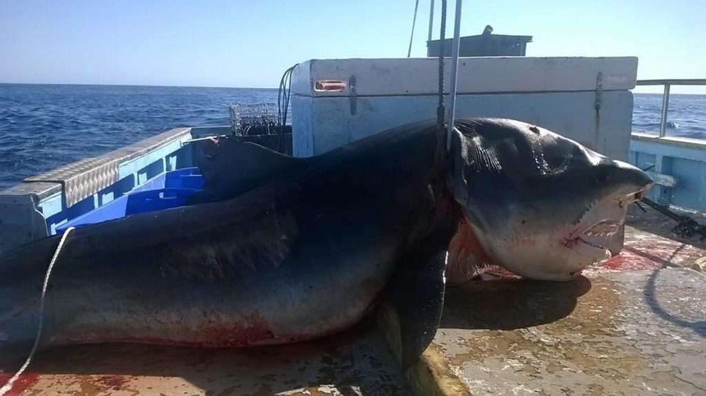 These photos have surfaced on Facebook, allegedly showing a massive shark hauled out of the water off Seven Mile Beach, Lennox Head. Photo Contributed These photos have surfaced on Facebook, allegedly showing a massive shark hauled out of the water off Seven Mile Beach, Lennox Head. Photo Contributed