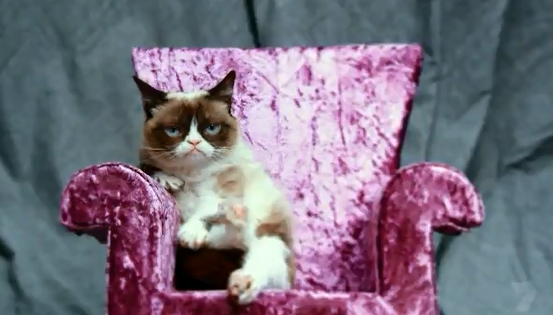 Grumpy Cat in a scene from Cats Make You Laugh Out Loud. Grumpy Cat in a scene from Cats Make You Laugh Out Loud.