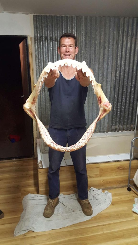 Tweed Coast fisherman Matthew with the jaws of the 4m tiger shark he caught off Pottsville. Photo contributed Tweed Coast fisherman Matthew with the jaws of the 4m tiger shark he caught off Pottsville. Photo contributed