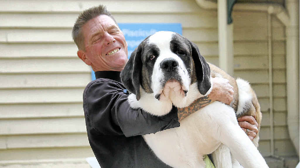 A MAN’S BEST FRIEND: Ipswich’s Wayne Carter and St Bernard puppy Marilyn at the Ekka. A MAN’S BEST FRIEND: Ipswich’s Wayne Carter and St Bernard puppy Marilyn at the Ekka.