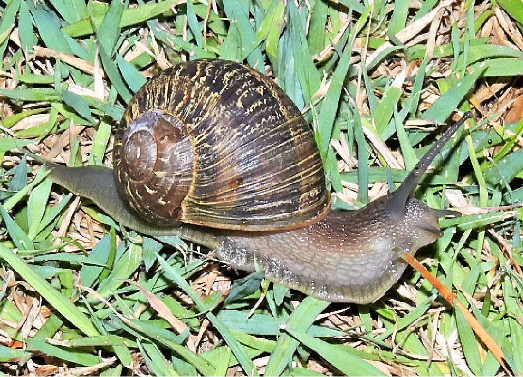 Garden pests: What's eating my plants?