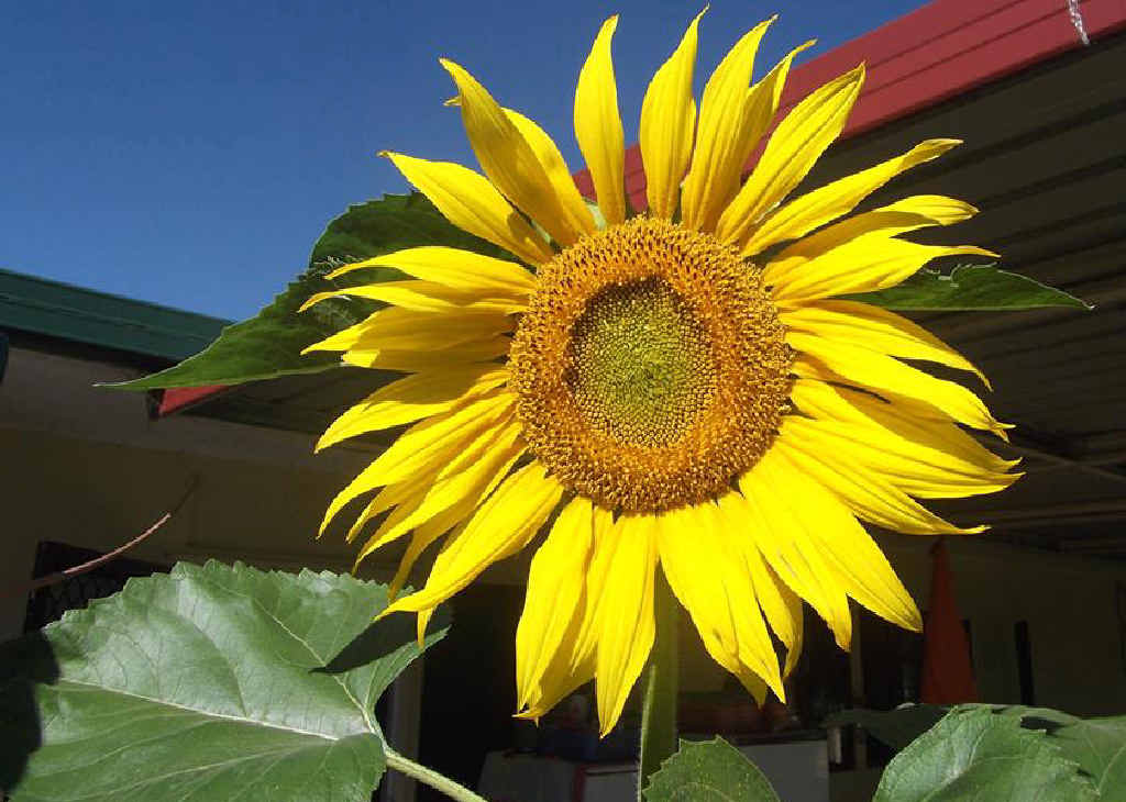 SUNNY FACES: A home-grown sunflower. SUNNY FACES: A home-grown sunflower.