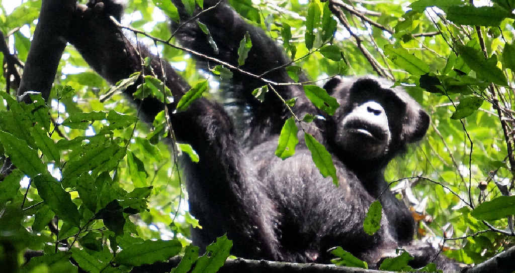 CLOSE ENCOUNTERS: The chimpanzees’ mating ritual is enough to make you blush. CLOSE ENCOUNTERS: The chimpanzees’ mating ritual is enough to make you blush.