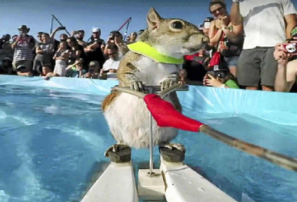 Twiggy the waterskiing squirrel in a scene from Pets Make You Laugh Out Loud. Twiggy the waterskiing squirrel in a scene from Pets Make You Laugh Out Loud.