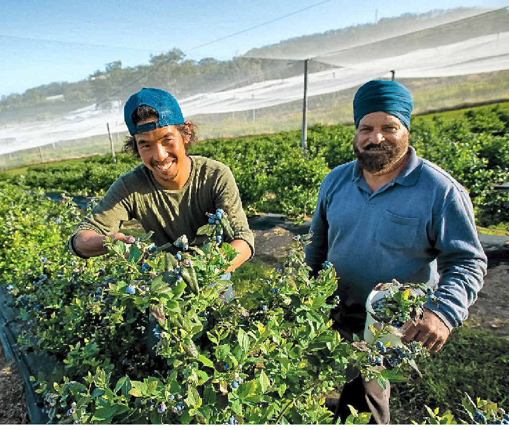 STRONG PICKINGS: Horticultural producers on the MidNorth Coast have their say on labour requirements. STRONG PICKINGS: Horticultural producers on the MidNorth Coast have their say on labour requirements.
