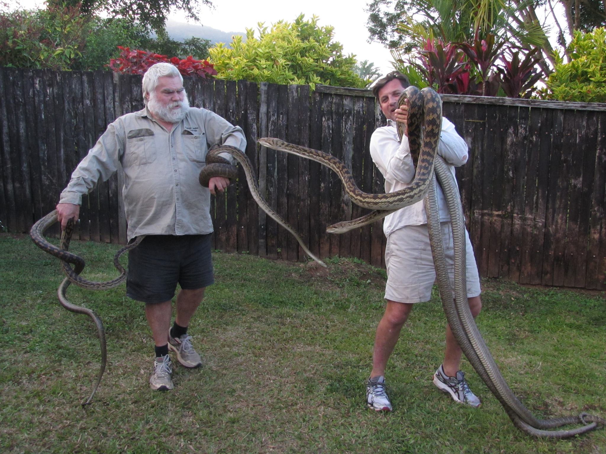Some of the snakes found in a Cairns roof Some of the snakes found in a Cairns roof