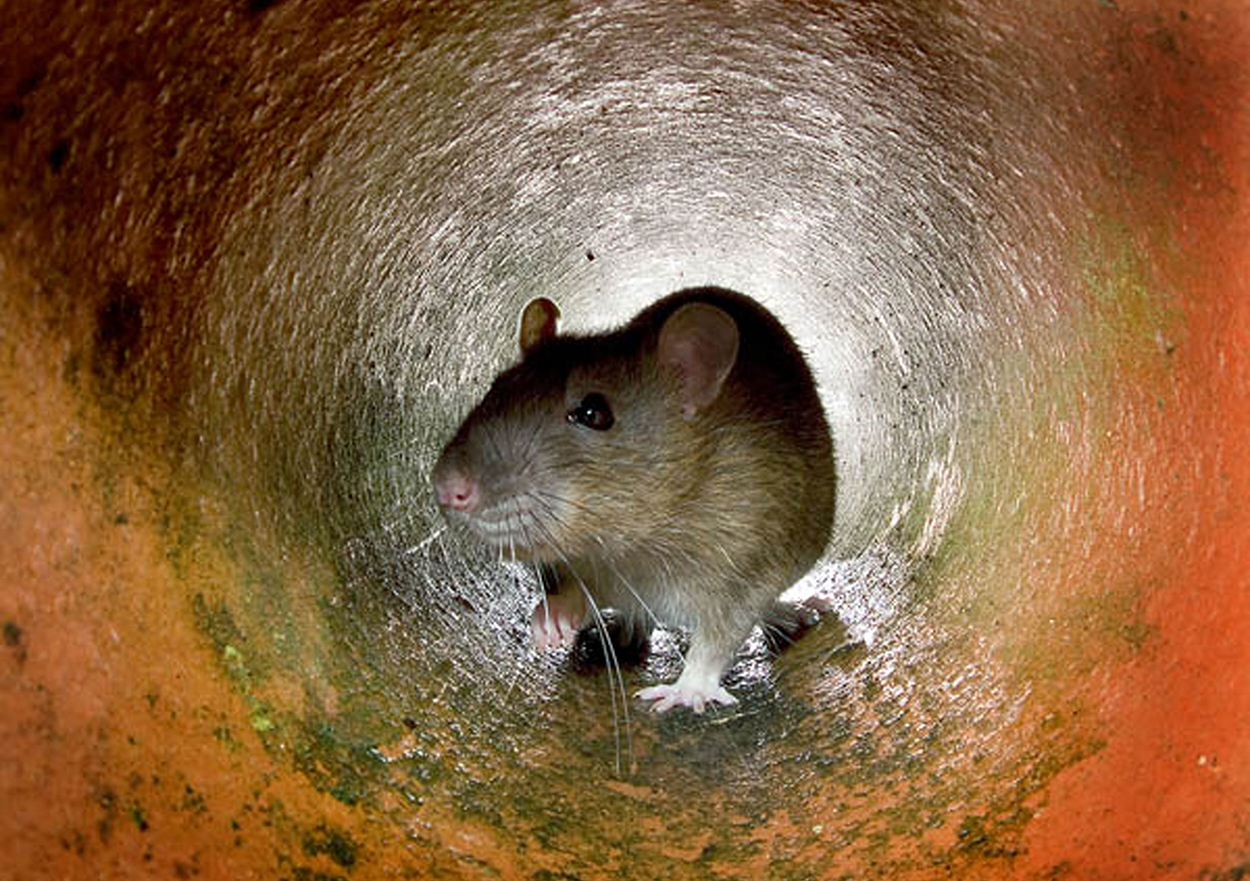 This undated photo shows a rat in the a pipe in London. Ageing sewers, insufficient garbage collection, a lack of resources to tackle the problem: it all adds up to a growing rat population in London, one of the world's wealthiest capital cities. This undated photo shows a rat in the a pipe in London. Ageing sewers, insufficient garbage collection, a lack of resources to tackle the problem: it all adds up to a growing rat population in London, one of the world's wealthiest capital cities.