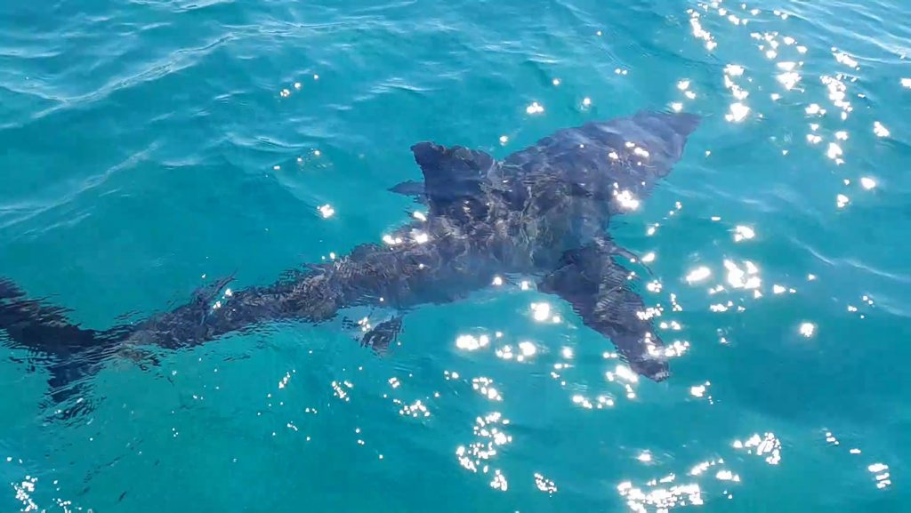A shark spotted off Cabarita. A shark spotted off Cabarita.