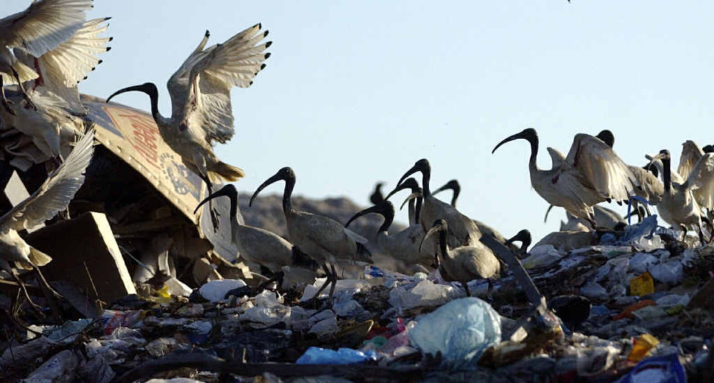 BORN SURVIVORS: A flock of ibis at the Buderim dump. BORN SURVIVORS: A flock of ibis at the Buderim dump.