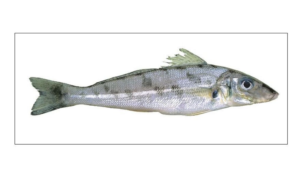 CAUGHT: A Gympie couple has received $471 on-the-spot fines for exceeding the legal possession limits of 50 trumpeter (winter) whiting per person. Photo: COntributed/DAF CAUGHT: A Gympie couple has received $471 on-the-spot fines for exceeding the legal possession limits of 50 trumpeter (winter) whiting per person. Photo: COntributed/DAF