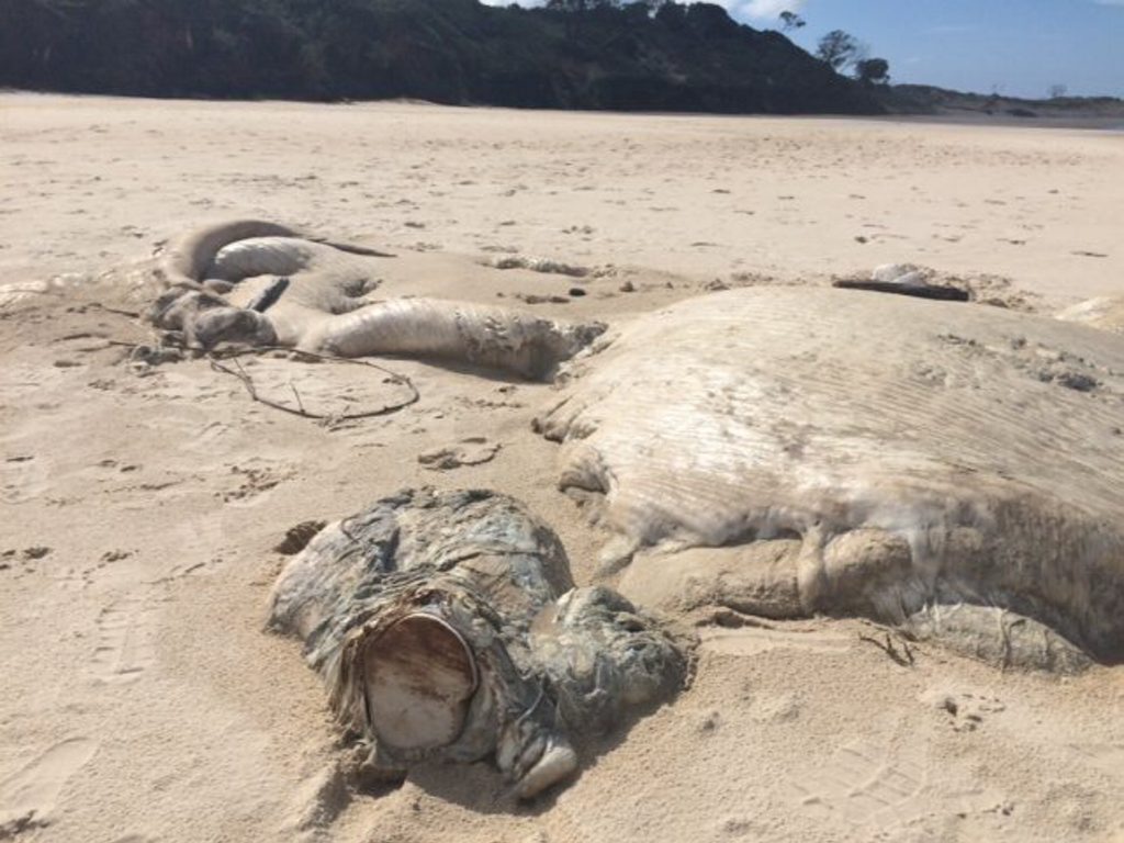 What's left of the beached whale at Angourie. What's left of the beached whale at Angourie.