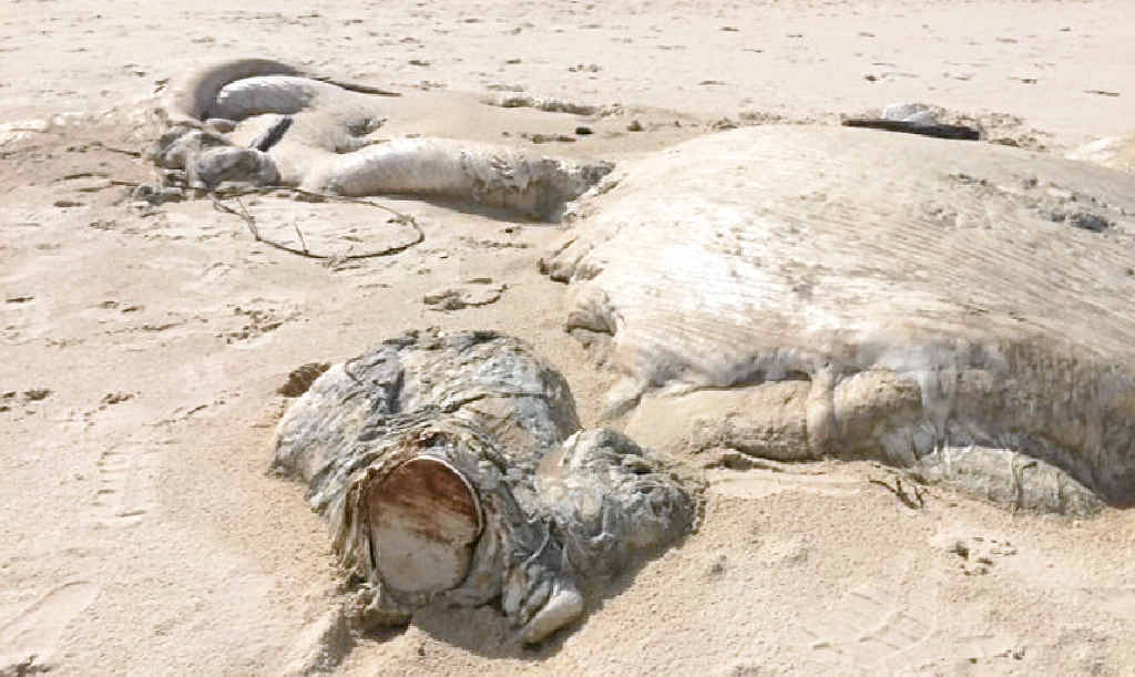 SHARK BITTEN: Sharks have partially devoured the carcass of a whale washed up on Back Beach at Angourie over the weekend. SHARK BITTEN: Sharks have partially devoured the carcass of a whale washed up on Back Beach at Angourie over the weekend.