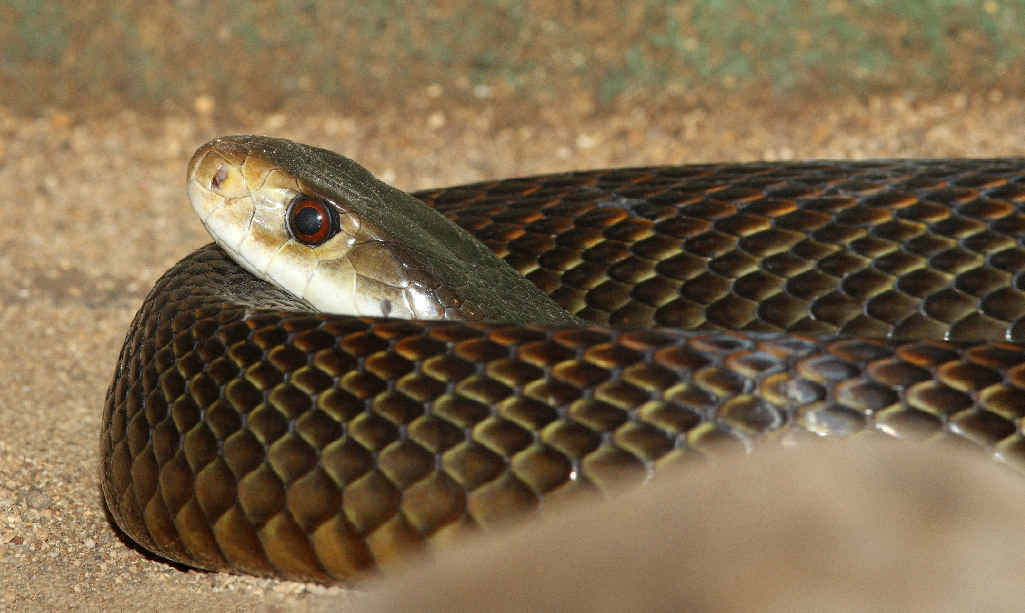 A coastal taipan. A coastal taipan.