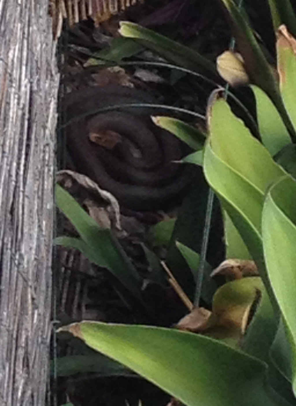 COILED: A coastal taipan. COILED: A coastal taipan.