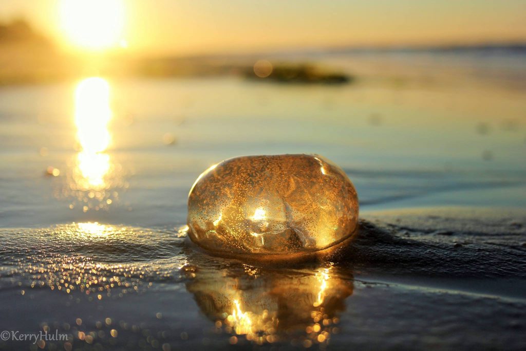 Photo of the week winner Kerry Hulm. Sand snail egg at Bulcock Beach