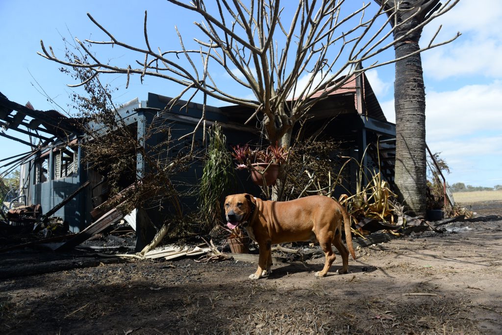 HERO DOG: DJ alerted his owners Chris Ingham and Kathy Kington to the fire inside their Gin Gin road home southwest of Sharon. Photo: Mike Knott / NewsMail HERO DOG: DJ alerted his owners Chris Ingham and Kathy Kington to the fire inside their Gin Gin road home southwest of Sharon. Photo: Mike Knott / NewsMail