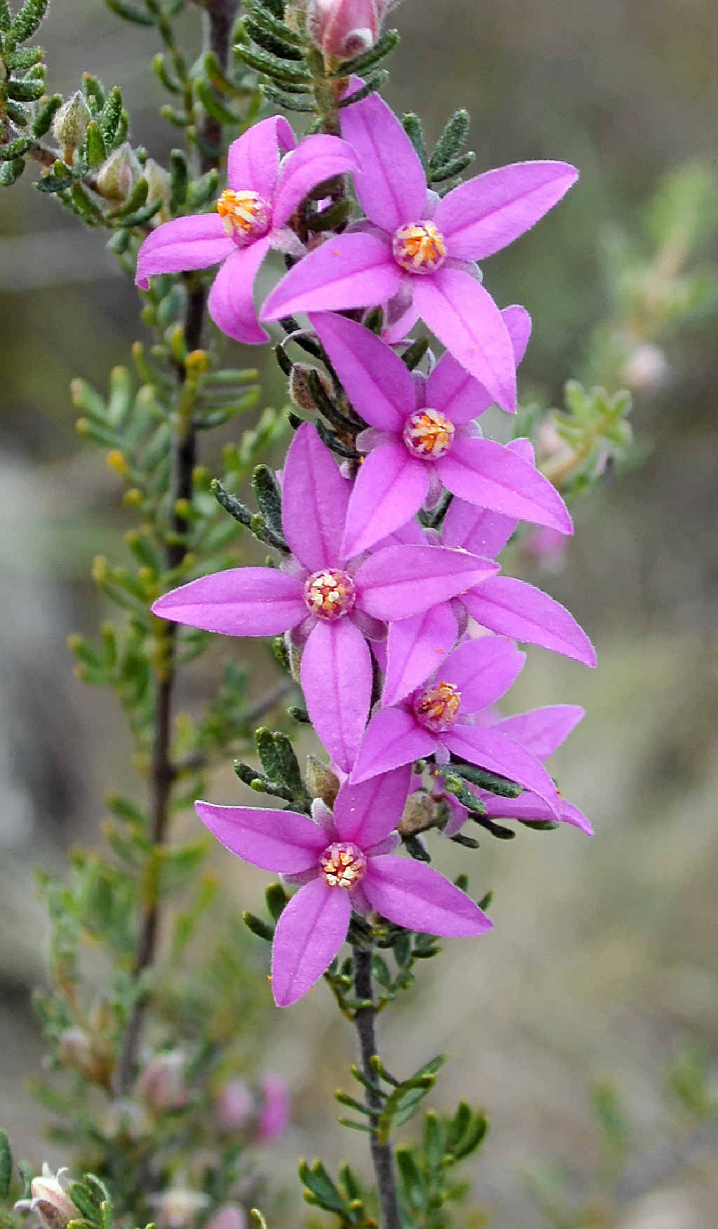 Walk on the wildflower side.