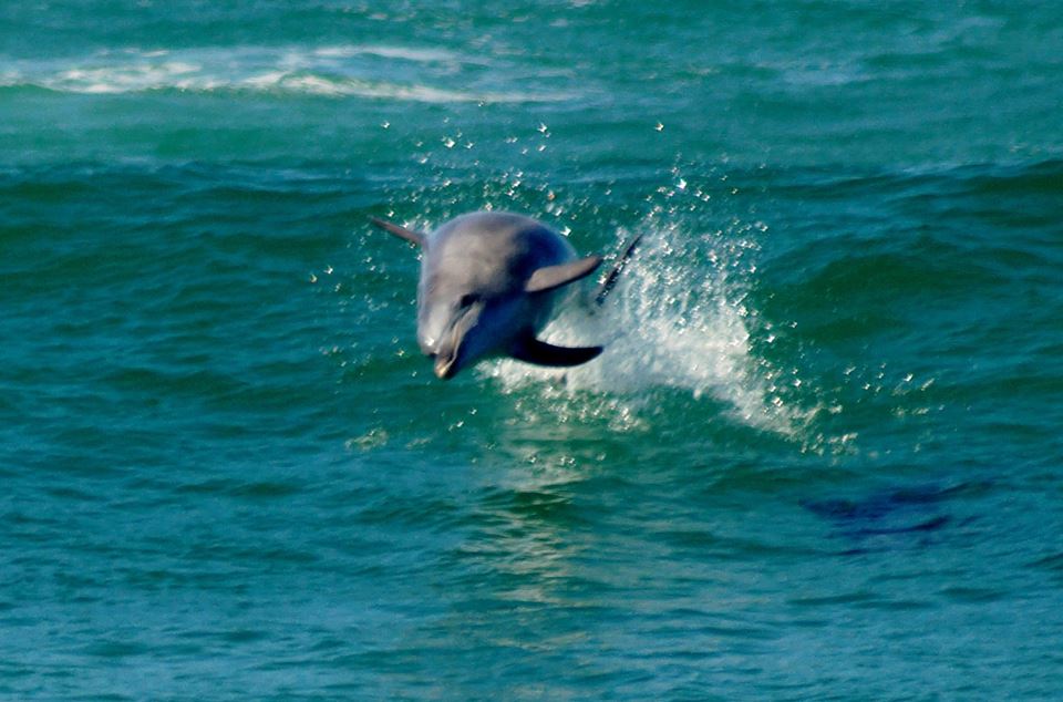 Dolphins surfing at the South Wall, Ballina, on Sunday. Dolphins surfing at the South Wall, Ballina, on Sunday.