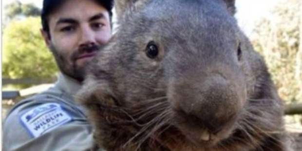 Patrick the wombat's Tinder photo. Patrick the wombat's Tinder photo.