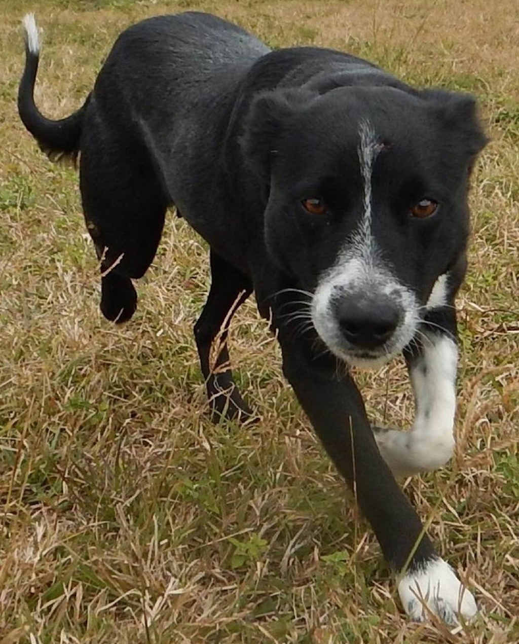 ROSIE is the sort of girl that you will just want to hold close and love forever. This gentle, shy girl will make a devoted partner. Her intelligence and eagerness to be included will make her perfect for an active family. ROSIE is the sort of girl that you will just want to hold close and love forever. This gentle, shy girl will make a devoted partner. Her intelligence and eagerness to be included will make her perfect for an active family.