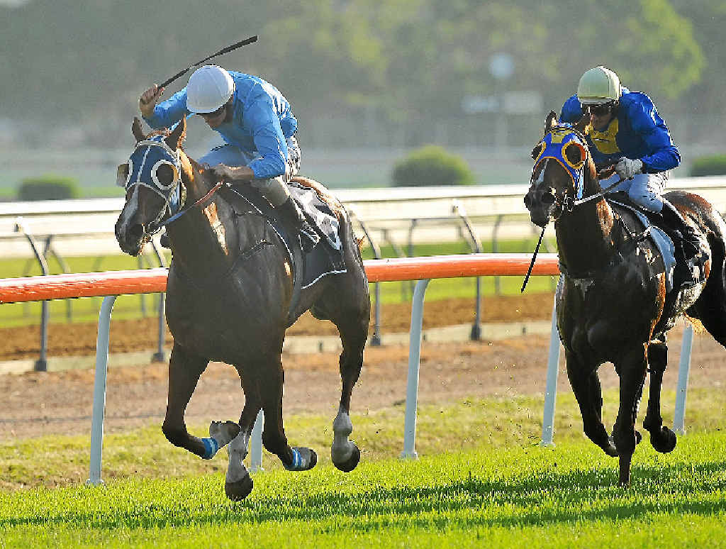 HOWLING SENSATION: Redwolf ridden to victory in the Northern Rivers Country Championship Qualifier at Grafton on March 20. Redwolf returned to the winner’s circle at Lismore on Monday. PHOTO: BRUCE THOMAS HOWLING SENSATION: Redwolf ridden to victory in the Northern Rivers Country Championship Qualifier at Grafton on March 20. Redwolf returned to the winner’s circle at Lismore on Monday. PHOTO: BRUCE THOMAS