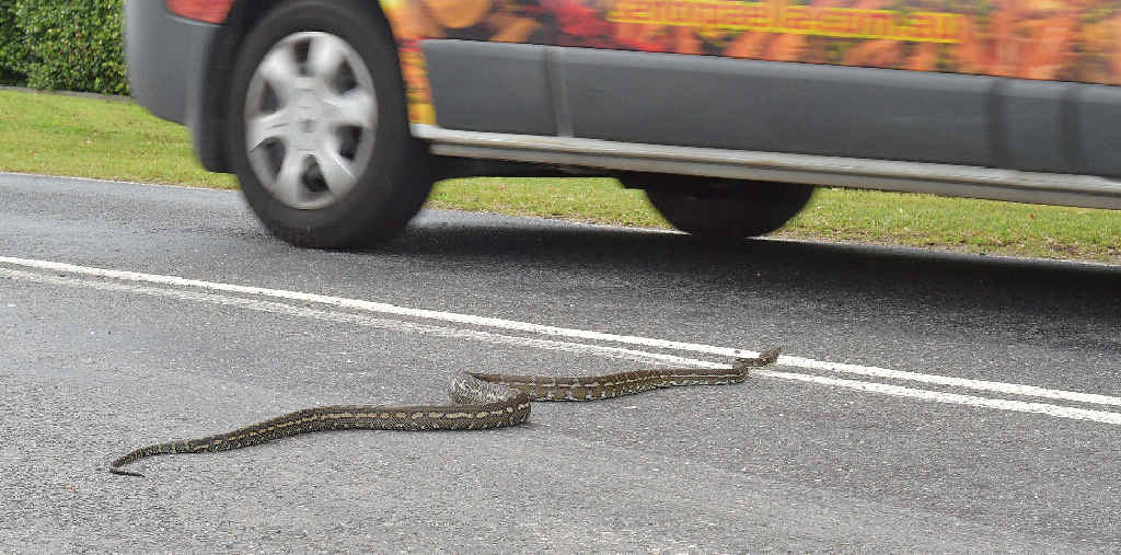 BRAVE OR SILLY? A python celebrates warmer weather by playing chicken with traffic at Dulong. BRAVE OR SILLY? A python celebrates warmer weather by playing chicken with traffic at Dulong.