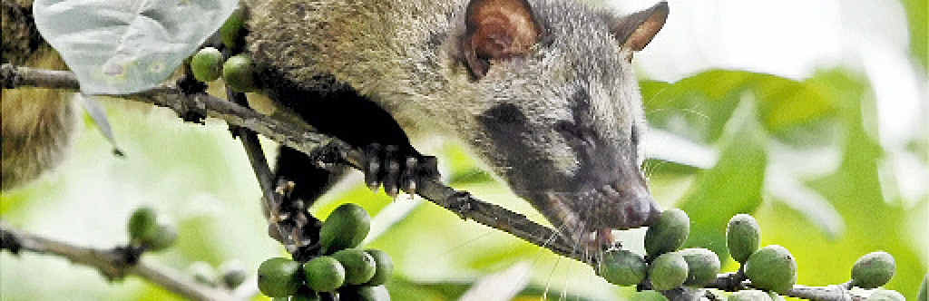A civet cat brews up some coffee for the discerning customer. A civet cat brews up some coffee for the discerning customer.